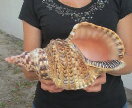 seashells shells triton trumpet hand picked pricing wholesale productcart atlanticcoralenterprise pc