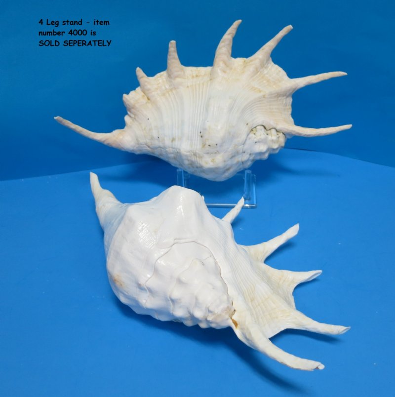 Collection 100+ Pictures How Much Is A Large Conch Shell Worth Updated