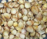 Wholesale strawberry cockle scallop shells 3/4 inch to 1-1/4 inch  Sale $5.75 a Gallon