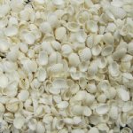 Small Wholesale white cardium ribbed cockle shells 3/4" to 1-1/4" - small white shells -  Packed: 2 Kilos @ $3.00 a kilo Case of 32 kilos @ $2.70 a kilo