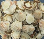 Wholesale pecten vexillum scallop shells  SALE $3.20 a gallon
