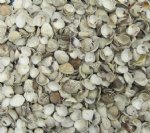Wholesale venus clams 3/4" - 1-1/4"  Sale $4.50 a Gallon