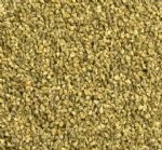 Wholesale tiny natural trochus seashells bulk for shellcraft $4.00 a kilo Min 2 kilo bags; 10 kilo bags @ $3.60 a kilo