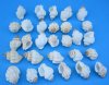 Wholesale Tranquebar Goblet Shells, Cantharus Tranquebaricus Packed: 200 @ .06 each; 5 bags (1000) @ .045 each