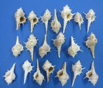 Wholesale Murex Trapa seashells 2 to 3-1/2 inches Packed 100 @ .08 each; 500 (5 packs) @ .07 each