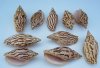 Wholesale Voluta Loroisi Shells 3-1/2 inches to 4-1/2 inches - Packed 20 @ .55 each