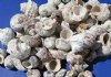 #2 Quality Wholesale Silver-mouth Turban shells with lots of calcium deposits on shells 1-1/2" - 3"  Regular: $8.00 a gallon <font color=red> $5.25 a gallon *Below Cost*</font>