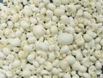 White Natica, White Pear Shaped Moon Natica Shells 1/2 inch to 1 inch $3.00 a kilo; 10 kilos @ $2.70 a kilo