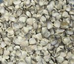 Wholesale purple and white clam shells 3/4 inch to 1-1/8 inches $6.50 a gallon; 5 gallons @ $5.85 a gallon