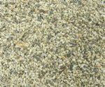 Wholesale tiny white nassa shells Under 1/2 inch Sale $6.00 a Gallon