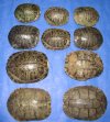 Red Eared Slider Turtles Shells Wholesale Priced