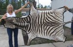 Zebra Skin Rug with Felted Back Dark Brown and Tan Stripes 83 inches long and 60 inches wide Grade C $750.00 (You are buying the one pictured)