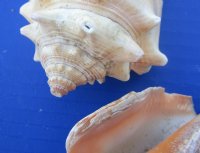 Wholesale Haitian fighting conch shells 2" to 3-1/2" -$10.50 gallon;  6 gallons @ $9.45 gallon 