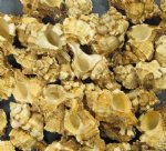 Wholesale apple murex shells - $6.50 a gallon; 5 gallons @ $5.85 a gallon
