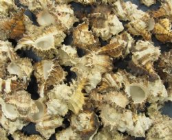 Murex Shells - Other 