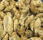 Wholesale Bat Volute Sea Shells in Bulk Sale Priced $3.00 a gallon