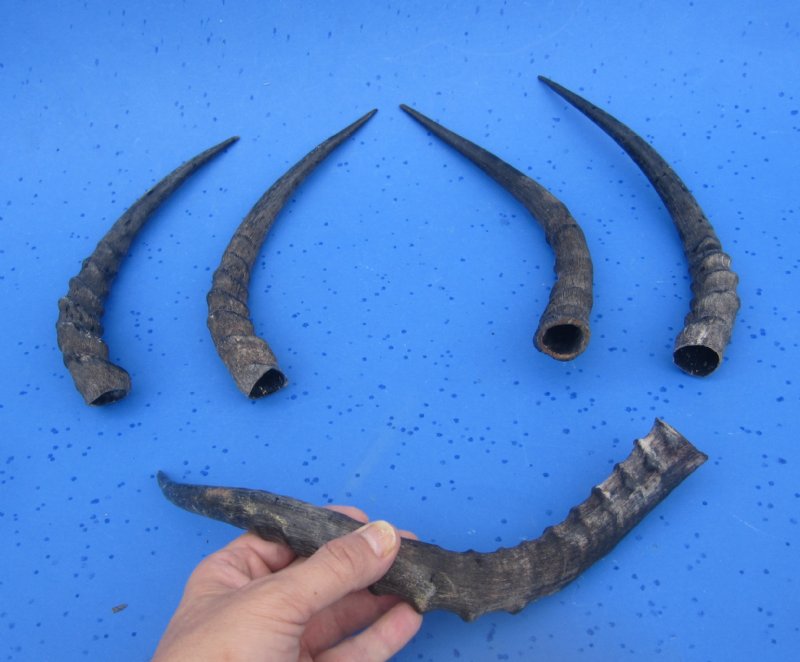 5 African Impala Horns, Impala Antlers Animal Horns