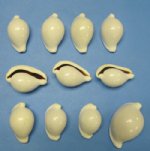 Wholesale Common Egg Cowrie Shells 1-1/2 to 2-1/2 inches Minimum: 2 dozen - Priced $3.60 per Dozen; 6  dozen @ $3.24 a dozen