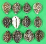 2" to 2-7/8" Wholesale Polished Tiger Cowrie Shells  from the Philippines -  Bag of 50 @ .33 each;