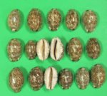 Wholesale Arabian Cowrie Shells in bulk, polished cowries 1"-1-3/4" Packed 50 pieces @ .14 each; 300 @ .126 each
