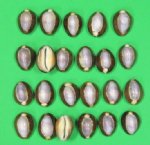 Wholesale Purple Top Serpent's head Cowrie Shells Snakehead Cowry Packed 100 pieces @ .10 each; 500 @ .09 each