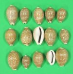 Wholesale polished deer cowries 1" - 1-1/2" Packed 50 pieces @ .11 each; 300 (6 packs) @ .099 eeach