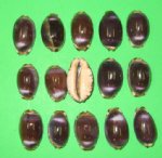 Wholesale Purple Top Arabian Cowrie Seashells,1-1/4" - 1-1/2"  Packed 50 pieces @ .14 each; 300 (6 packs) @ .126 each