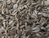Wholesale Cut Ring Top Cowries bulk for jewelry making and crafts 3/4" - 1" - $7.50 a kilo; 5 kilos @ $6.75 a kilo
