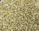 Wholesale ring top cowrie shells 1/2 inch to 1 inch Priced  $10.00 a gallon; 5 gallons @ $9.00 a gallon