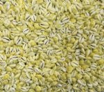 Wholesale small Money Cowrie Seashells in Bulk 1/2 inches Priced $16.00 a gallon; 5 gallons @ $14.40 a gallon