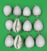 Wholesale Polished White Top Tiger Cowrie Shells Priced $4.80 per Dozen; 6 dozen @ $4.32 a dozen