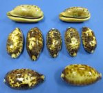 Wholesale Turtle Shell Cowry Tortoise Cowries Packed 9 @ $1.75 each; 27 (3 packs) @ $1.575 each