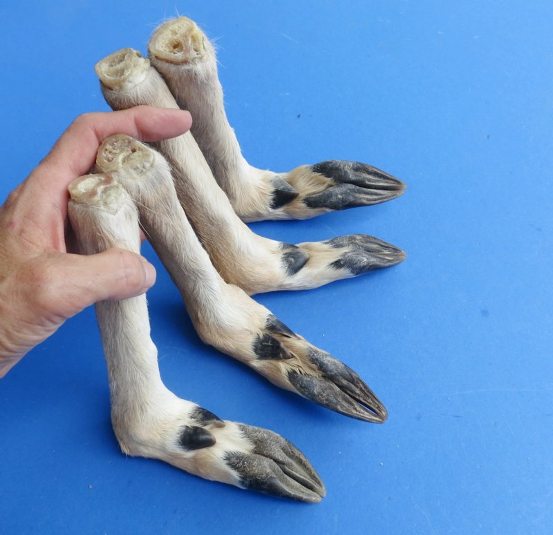 4 L shaped deer feet for making deer hoof gun rack
