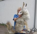 Light Colored Coyote Full body Mount 24 inches long and 29 inches tall @ $750.00 (You are buying the mount in the picture.)