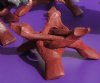 4 inch Wood Display Stands, Serpent's Head Tripod Folding Display Stands Wholesale (Shells shown are NOT included) -  Packed 12  @ $.70 each; 5 packs (60 pcs @ .63 each) 