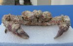 7 inches Dried Stone Crab, Daldorfia Horrida $13.00. (This is the one you are buying.)