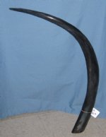 Large Polished Water Buffalo Horn 41 inches measured around the curve of the horn $32.00 (This is the horn you are buying.)