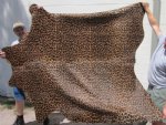 80" x 68" Large  Cowhide Rug with Jaguar Print (You are buying the rug pictured)