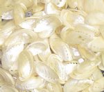 Abalone Shells - Other 