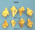 Vole Conch Shells