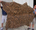 82" X 66" Giraffe Print Cow Skin Rug (You are buying the cow skin pictured)