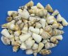 40 Kilo Bags (88 pounds) Mixed Cone shells 2" to 3" - Packed in 2 boxes  -  Priced $1.40 a kilo