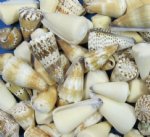 Wholesale Mixed Cone Shells 2" to 3" - $5.00 a gallon; 3" - 4" $6.00 a gallon (10% discount for 5 gallons)