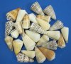 40 kilo bag (88 pounds) Wholesale Mixed Cones 3"-4" Packed in 2 boxes @ $1.40 a kilo