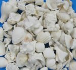 Bulk White Shell Mix Wholesale for Weddings Priced  $6.50 a gallon
