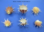 Wholesale large orange Regal Thorny Oyster shells 5 to 6 inches $12.70  each; (6 pcs + $11.43 each)