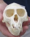 Small Animal Skulls