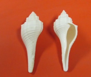 Wholesale White Fusus shell 3-1/2" to 4-1/2" - 25 pcs @ $.40 each 