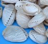 Wholesale Haliotis Diversicolor Pearl Abalone Shells 1-3/4 to 2-3/4 inches - $7.50 a gallon; 5 gallons @ $6.75 a gallon