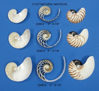 Sliced Nautilus Shells - Natural Nautilus